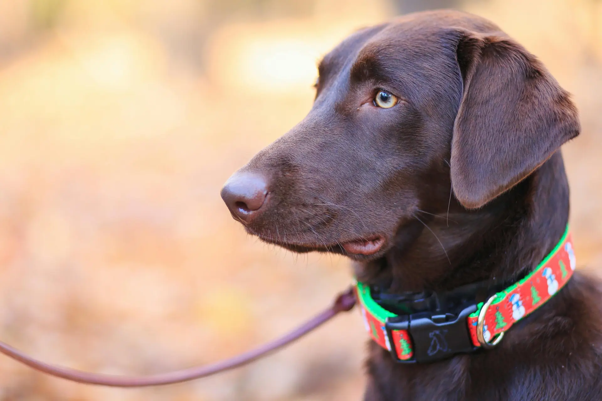 Weihnachtshalsbänder für Hunde